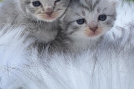 Beautiful Scottish fold kittens