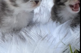 Beautiful Scottish fold kittens