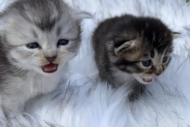 Beautiful Scottish fold kittens