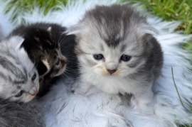 Beautiful Scottish fold kittens