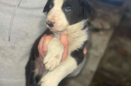 Beautiful Border collies