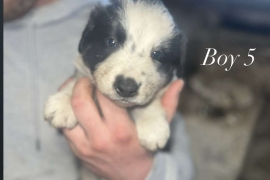 Beautiful Border collies