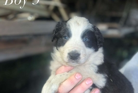 Beautiful Border collies