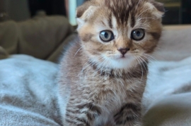 SCOTTISH FOLD • TICA • PEDIGREE CERTIFICATE 