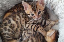 Vet checked bengal kittens ready