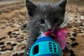 litter box trained russian blue kittens for sale
