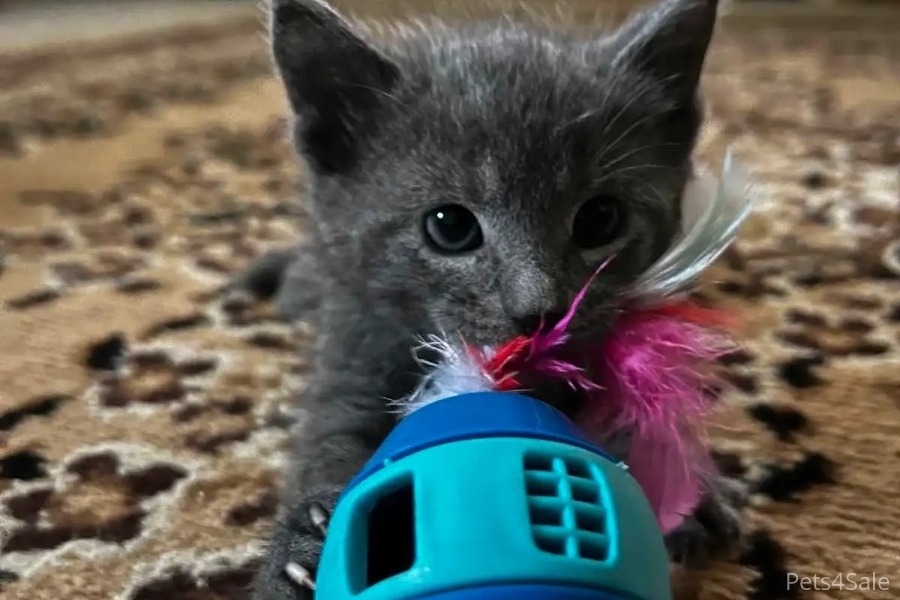 litter box trained russian blue kittens for sale