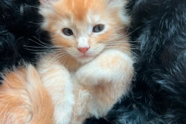 Vaccinated maine coon kittens available