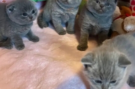 indoors/outdoors british shorthair kittens ready