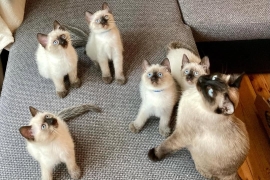well handled siamese kittens for adoption