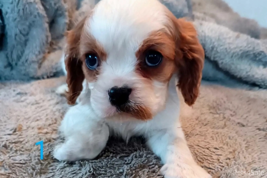 Cavalier King Charles Spaniel puppies for sale