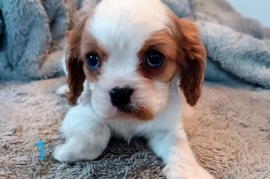 Cavalier King Charles Spaniel puppies for sale