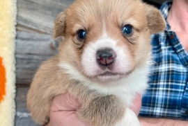 Pembroke Welsh Corgi Puppies For Sale