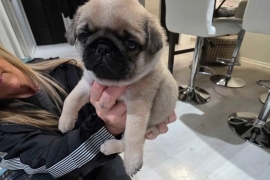 Little pug puppies for re-homing