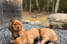 Males and female cocker spaniel puppies ready