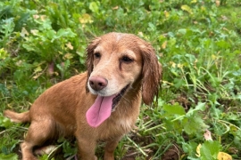 Gorgeous working cocker pups  for sale