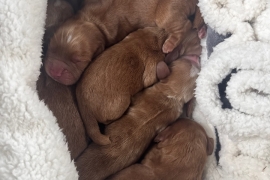 Gorgeous working cocker pups  for sale