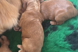 Gorgeous working cocker pups  for sale