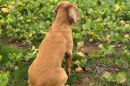 Gorgeous working cocker pups  for sale