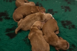 Gorgeous working cocker pups  for sale