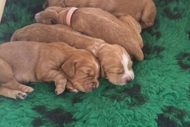 Gorgeous working cocker pups  for sale