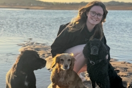 Gorgeous working cocker pups  for sale