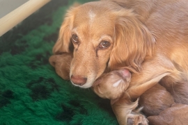 Gorgeous working cocker pups  for sale