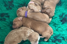 Gorgeous working cocker pups  for sale