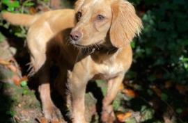 Gorgeous working cocker pups  for sale