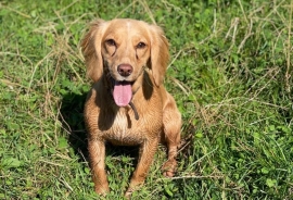 Gorgeous working cocker pups  for sale