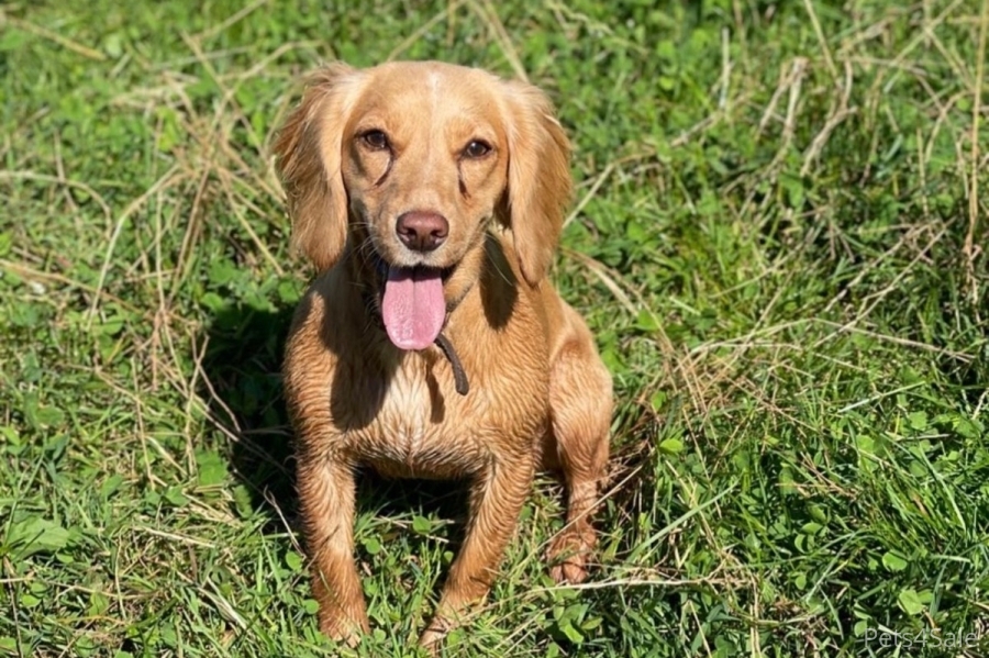 Gorgeous working cocker pups for sale