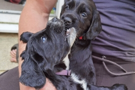 2 boys, 2 girls