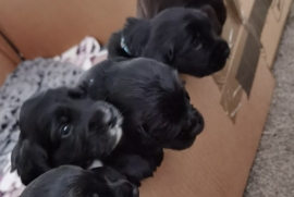 2 boys, 2 girls