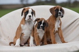 Female and male Boxer puppies available. Kids frie