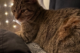 Cat looking for a loving home 