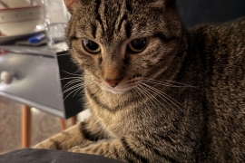 Cat looking for a loving home 