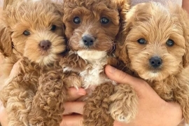 KC Reg Miniature Poodle Puppies - Exceptional Pedi