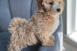KC Reg Miniature Poodle Puppies - Exceptional Pedi