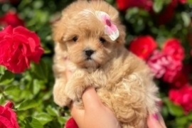 KC Reg Miniature Poodle Puppies - Exceptional Pedi