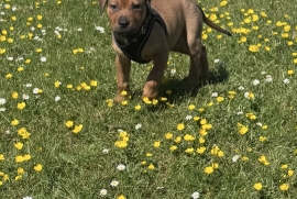 Tan cane corso puppy