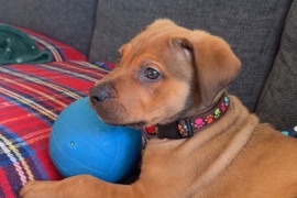 Tan cane corso puppy
