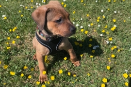 Tan cane corso puppy