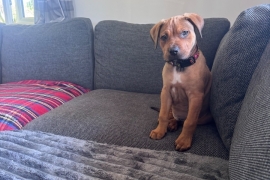 Tan cane corso puppy
