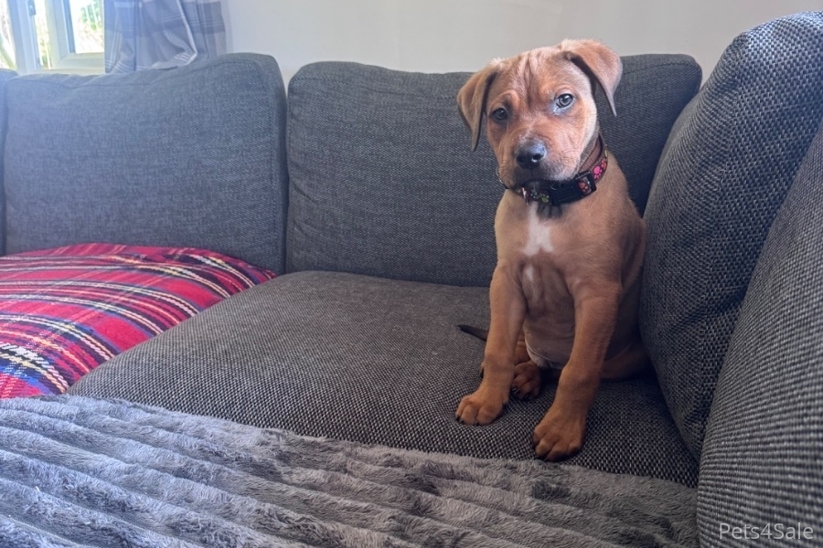 Tan cane corso puppy