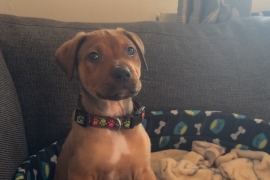 Tan cane corso puppy