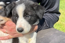 Collie sheepdog male puppy