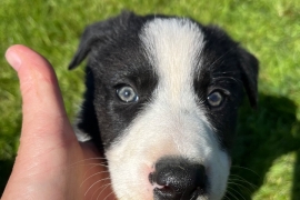 Collie sheepdog male puppy