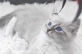 Exclusive Siberian Neva Masquerade X Ragdoll Lynx 