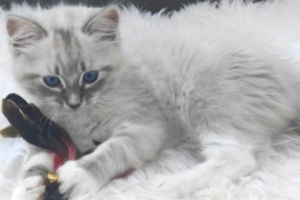 Exclusive Siberian Neva Masquerade X Ragdoll Lynx 