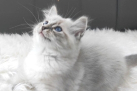 Exclusive Siberian Neva Masquerade X Ragdoll Lynx 
